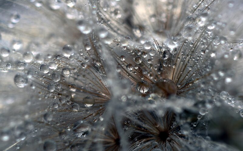 Dandelion Seed Head — White, Calm, Photograph, Water Droplets, Seed Filaments