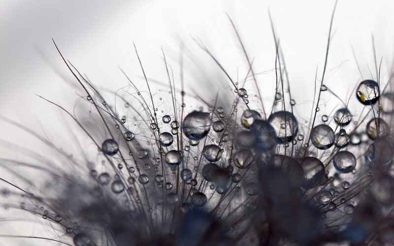 Dandelion Seed Head — White, Calm, Photograph, Water Droplets, Stems