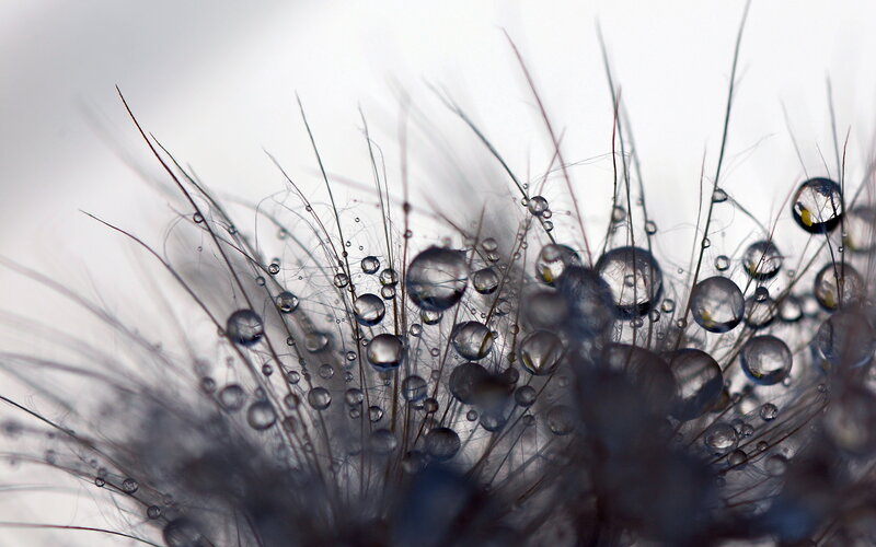 Dandelion Seed Head — White, Calm, Photograph, Water Droplets