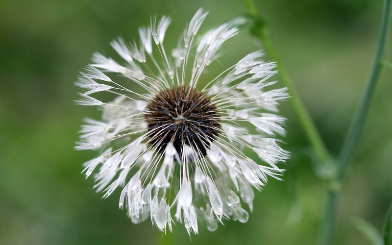 Dandelion Seed Head — White, Calm, Spring, Photograph