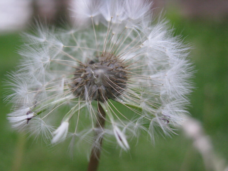 Dandelion Seed Head — White, Calm, Spring