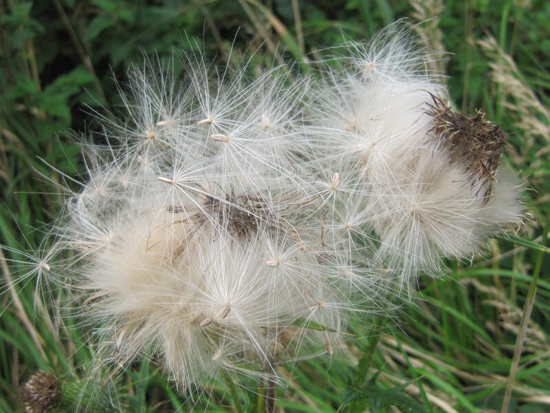Dandelion Seed Head — White, Calm, Summer, Photograph