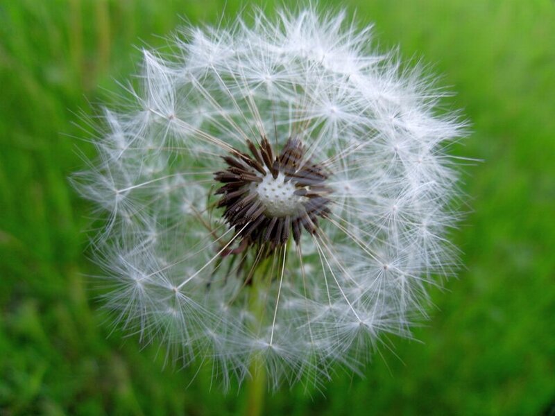 Dandelion Seed Head — White, Calm, Summer