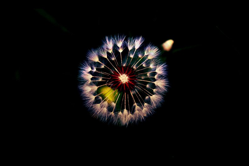 Dandelion Seed Head — White, Dramatic, Night