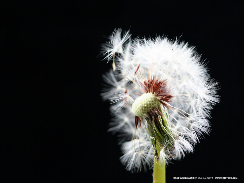 Dandelion Seed Head — White, Dramatic, Photograph, Stem, Seeds