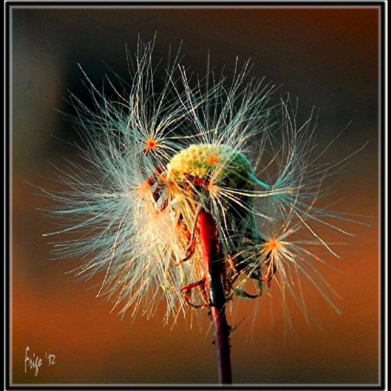 Dandelion Seed Head — White, Dramatic, Sunset