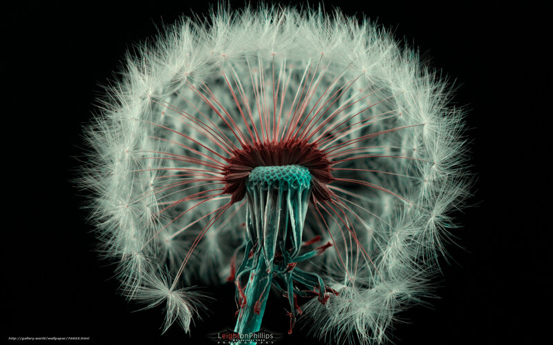 Dandelion Seed Head — White, Dramatic