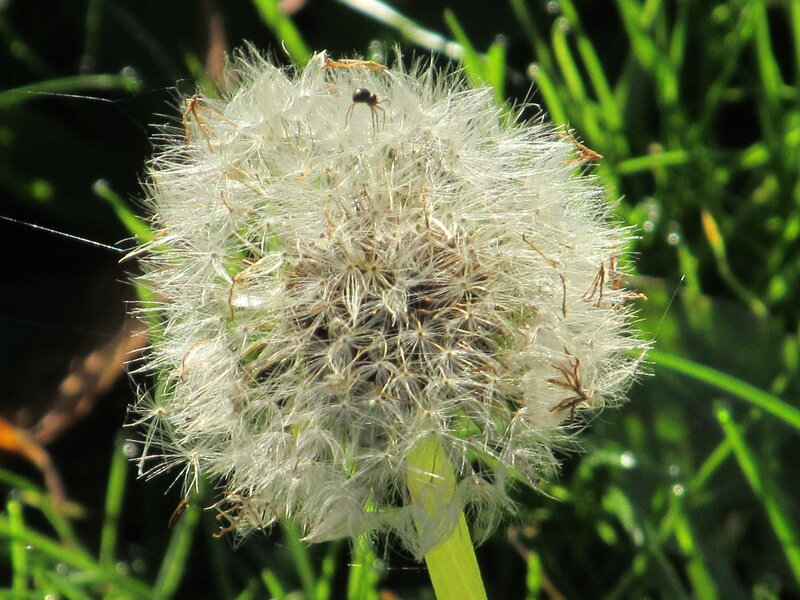 Dandelion Seed Head — White, Natural