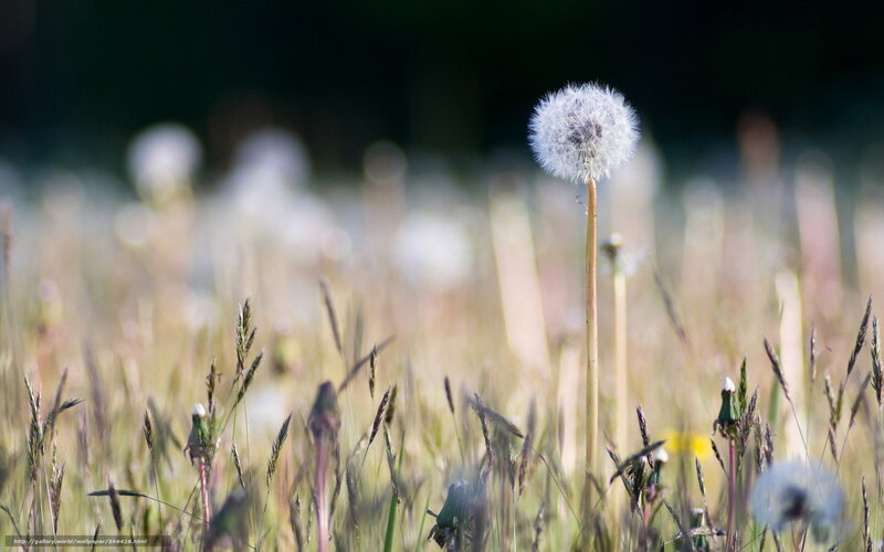 Dandelion Seed Head — White, Serene, Afternoon, Photograph, Grass, Field, Sunlight