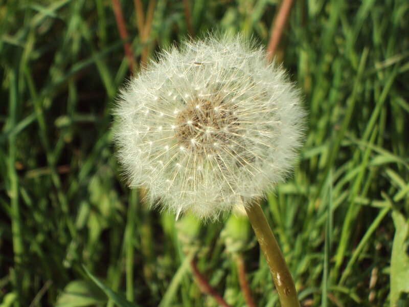 Dandelion Seed Head — White, Serene, Afternoon, Photograph, Grass, Stem, Green