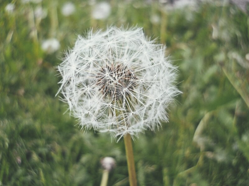 Dandelion Seed Head — White, Serene, Afternoon, Photograph, Grass, Stem