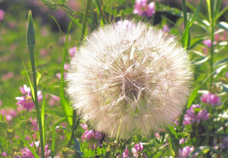 Dandelion Seed Head — White, Serene, Afternoon, Photograph, Grass