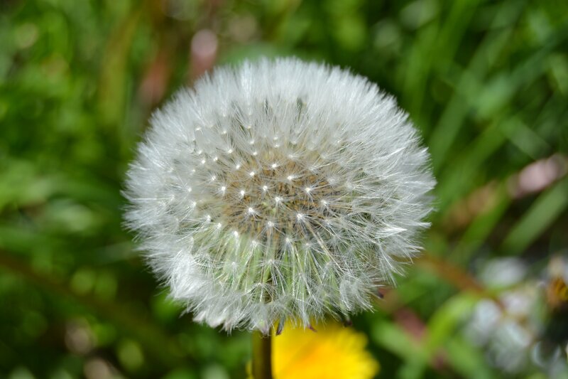 Dandelion Seed Head — White, Serene, Afternoon, Photograph, Grass, Yellow Flower