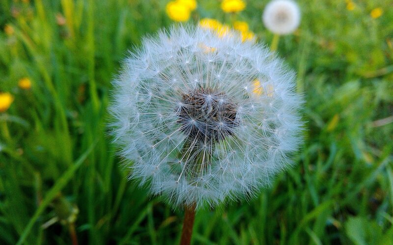 Dandelion Seed Head — White, Serene, Afternoon, Photograph, Grass, Yellow Flowers