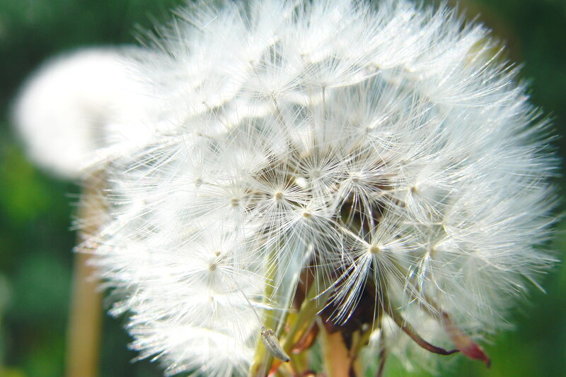 Dandelion Seed Head — White, Serene, Afternoon, Photograph, Green Foliage