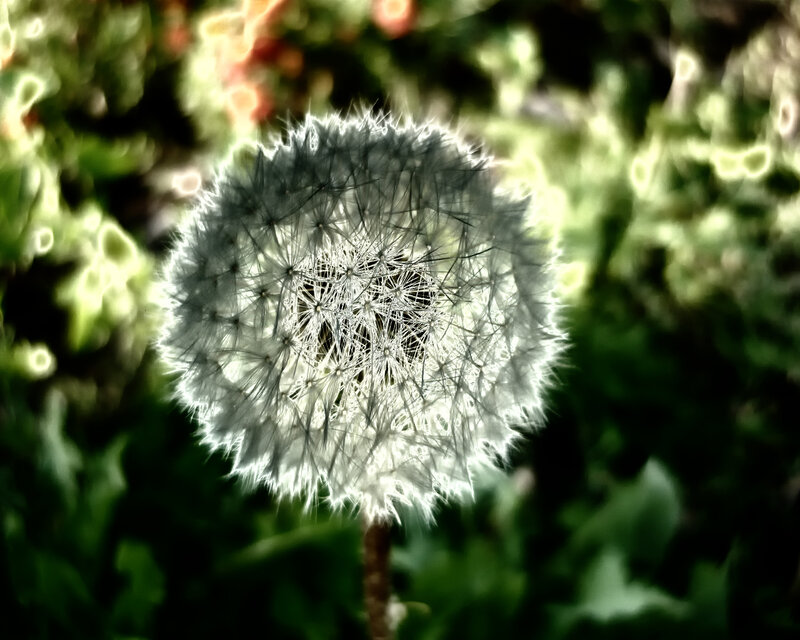 Dandelion Seed Head — White, Serene, Afternoon, Photograph, Green Leaves, Sunlight