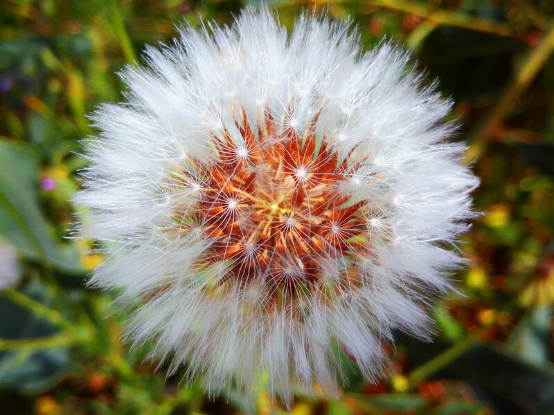 Dandelion Seed Head — White, Serene, Afternoon, Photograph, Green Leaves