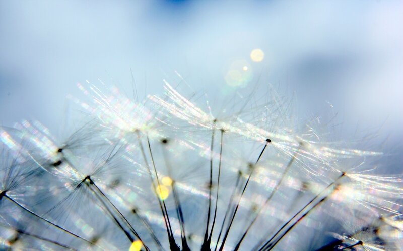 Dandelion Seed Head — White, Serene, Afternoon, Photograph, Sky