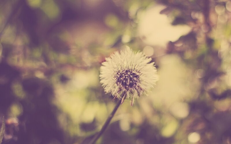 Dandelion Seed Head — White, Serene, Afternoon, Photograph, Stem, Blurred Foliage