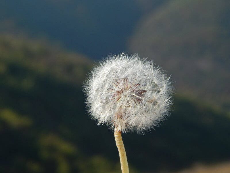 Dandelion Seed Head — White, Serene, Afternoon, Photograph, Stem, Mountain