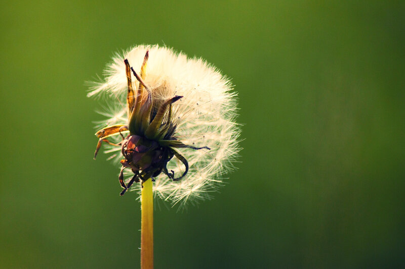 Dandelion Seed Head — White, Serene, Afternoon, Photograph, Stem