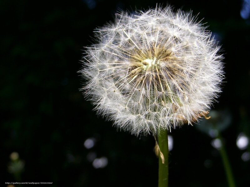 Dandelion Seed Head — White, Serene, Afternoon, Photograph