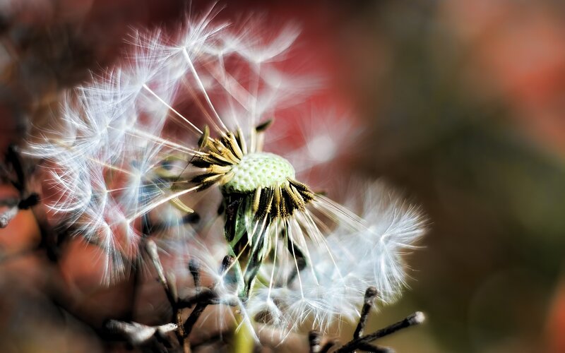 Dandelion Seed Head — White, Serene, Autumn, Photograph