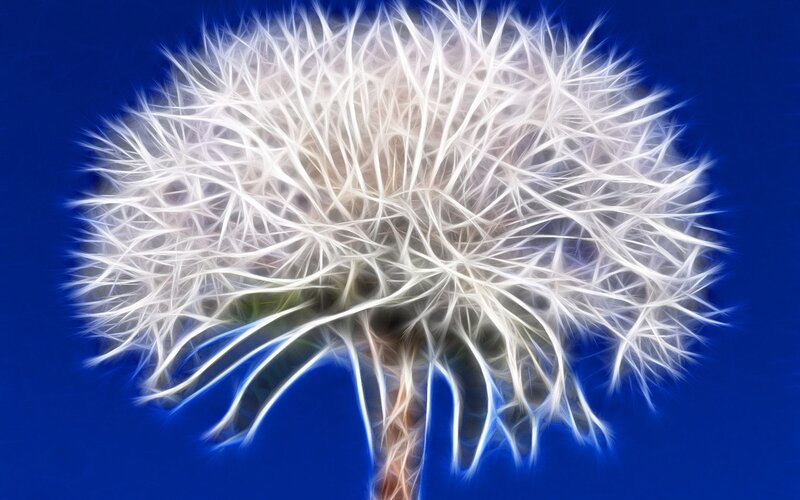Dandelion Seed Head — White, Serene, Digital Art