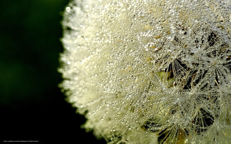 Dandelion Seed Head — White, Serene, Morning, Photograph, Droplets, Green Background