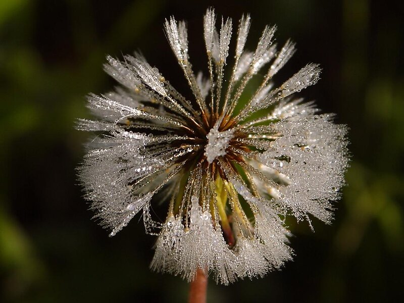Dandelion Seed Head — White, Serene, Morning, Photograph