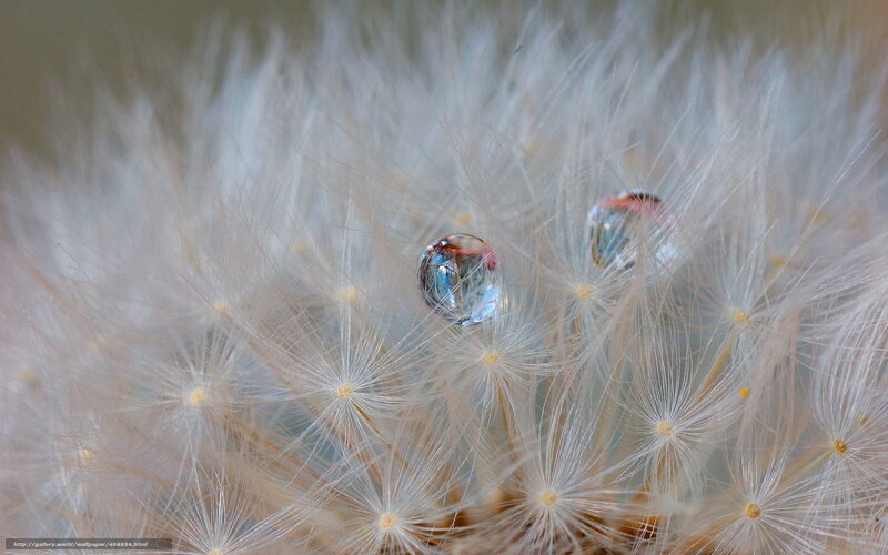Dandelion Seed Head — White, Serene, Morning, Photograph, Water Droplet
