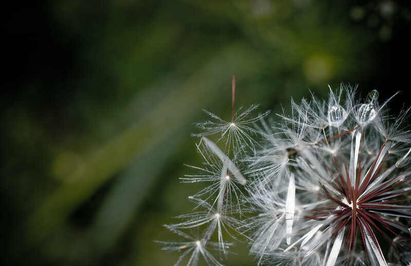 Dandelion Seed Head — White, Serene, Morning