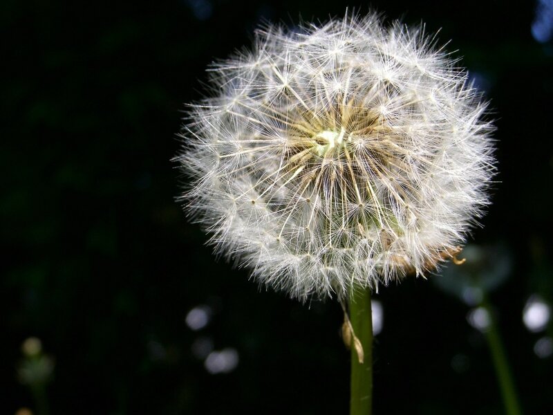 Dandelion Seed Head — White, Serene, Night