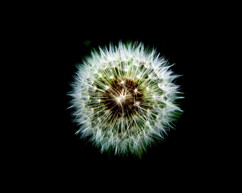 Dandelion Seed Head — White, Serene, Photograph, Black Background