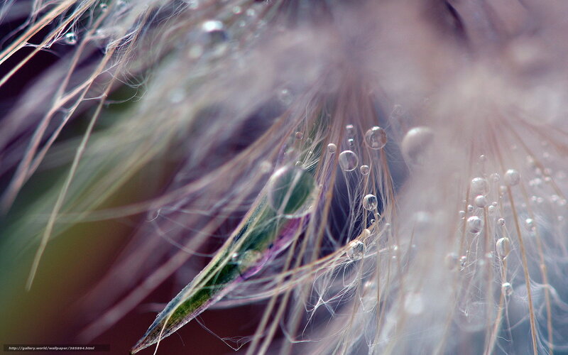 Dandelion Seed Head — White, Serene, Photograph, Droplet