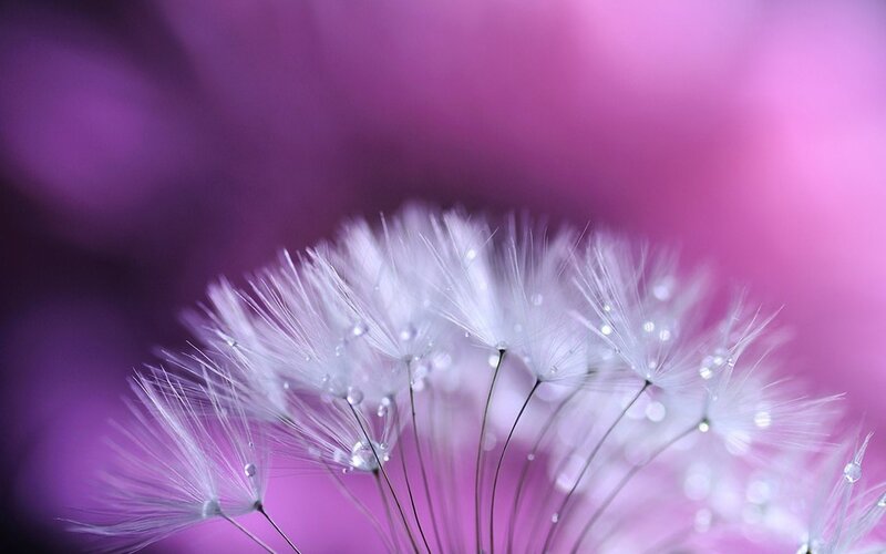 Dandelion Seed Head — White, Serene, Photograph, Droplets