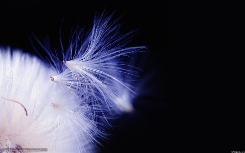 Dandelion Seed Head — White, Serene, Photograph, Feather