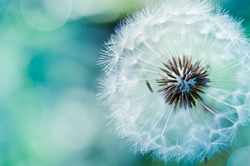 Dandelion Seed Head — White, Serene, Photograph, Flower, Background, Green, Blue