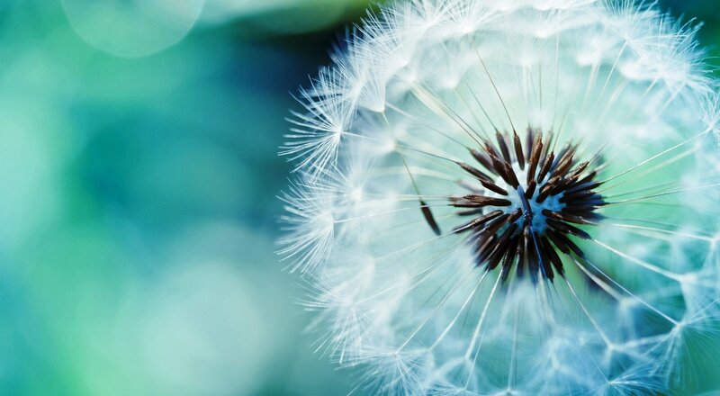 Dandelion Seed Head — White, Serene, Photograph, Flower, Background