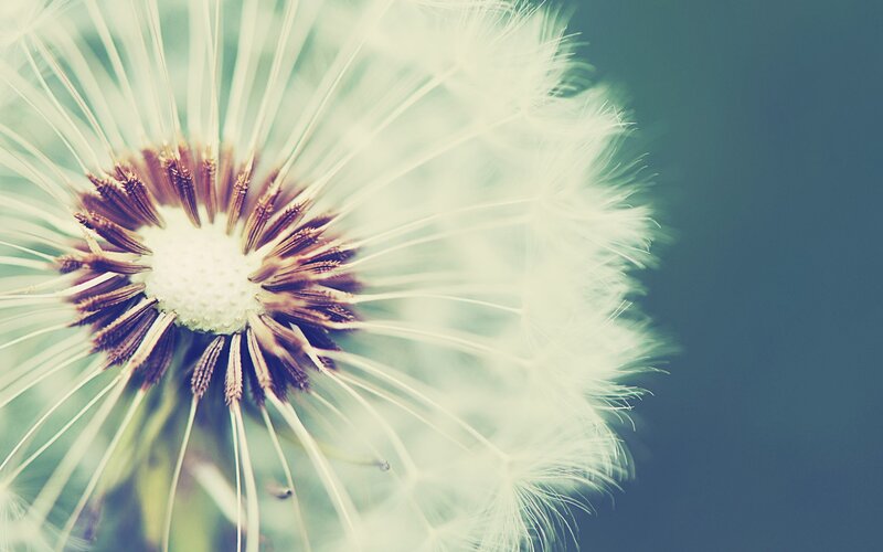 Dandelion Seed Head — White, Serene, Photograph, Flower, Stem