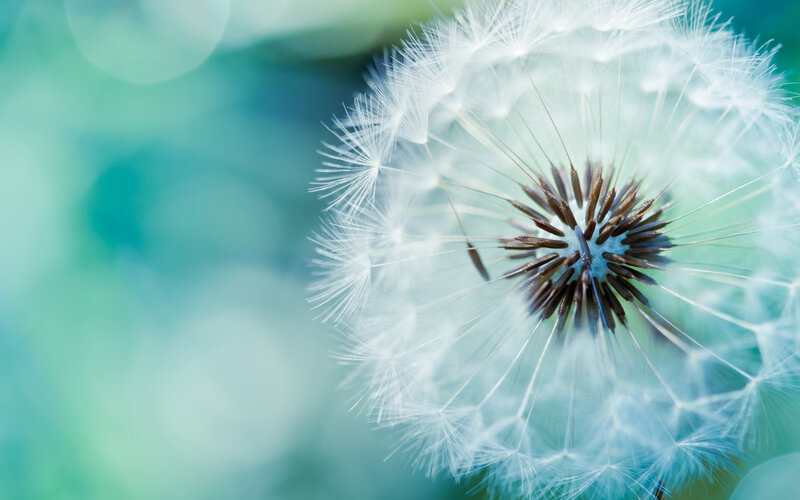 Dandelion Seed Head — White, Serene, Photograph, Flower