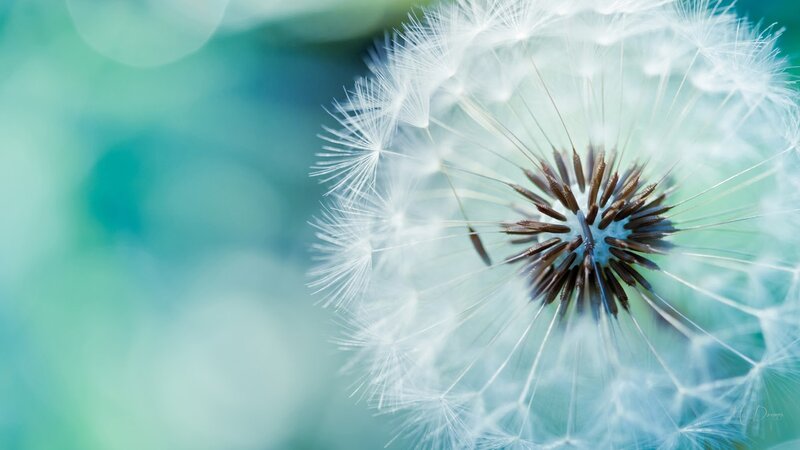 Dandelion Seed Head — White, Serene, Photograph, Fluff, Background Blur