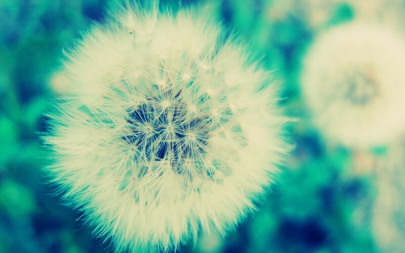 Dandelion Seed Head — White, Serene, Photograph, Fluff, Background