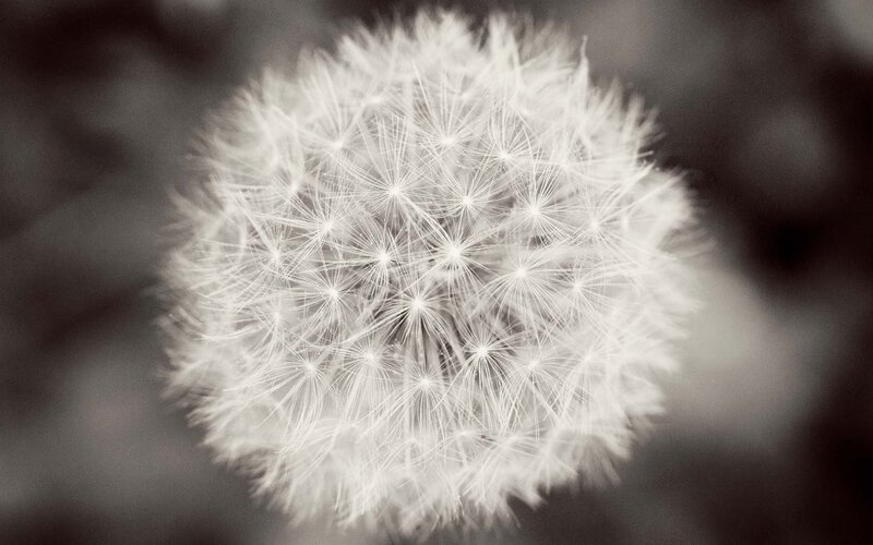 Dandelion Seed Head — White, Serene, Photograph, Fluff, Blur