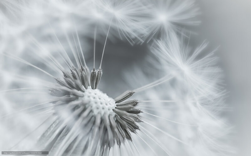 Dandelion Seed Head — White, Serene, Photograph, Fluff, Center