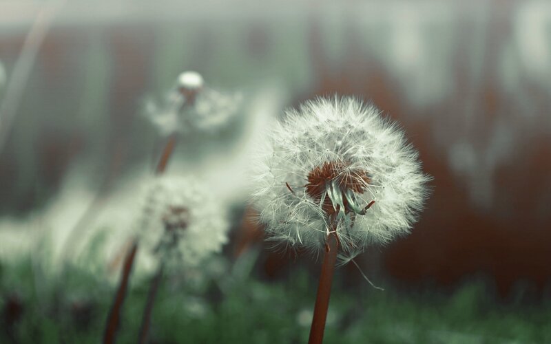 Dandelion Seed Head — White, Serene, Photograph, Grass