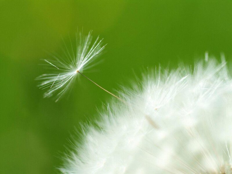 Dandelion Seed Head — White, Serene, Photograph, Green Background, Fluff