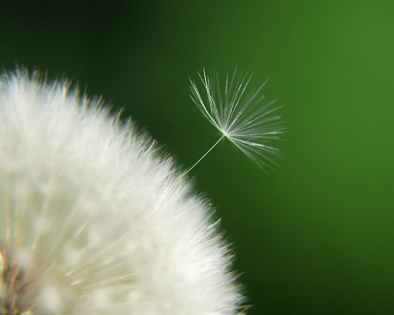 Dandelion Seed Head — White, Serene, Photograph, Green Background, Green, Mandoluxx