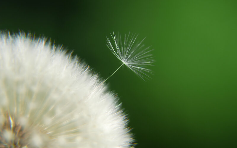 Dandelion Seed Head — White, Serene, Photograph, Green Background