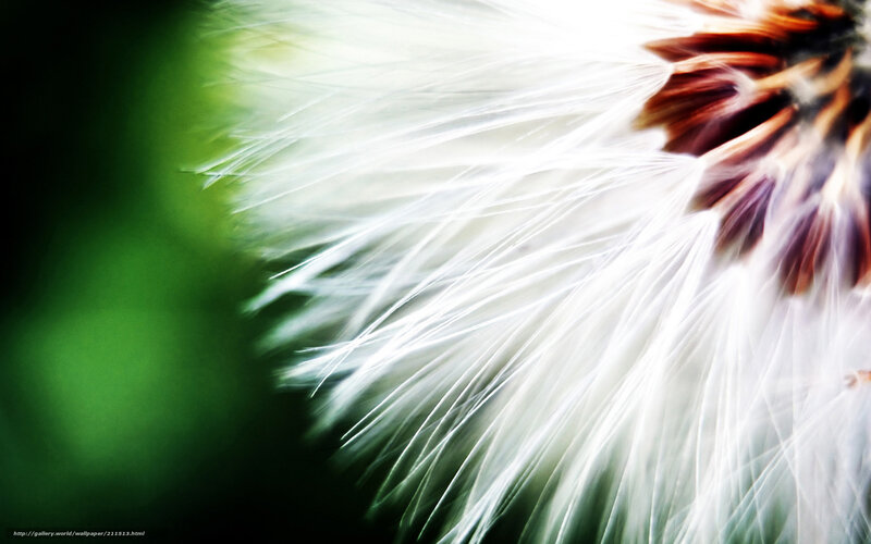 Dandelion Seed Head — White, Serene, Photograph, Green Blur